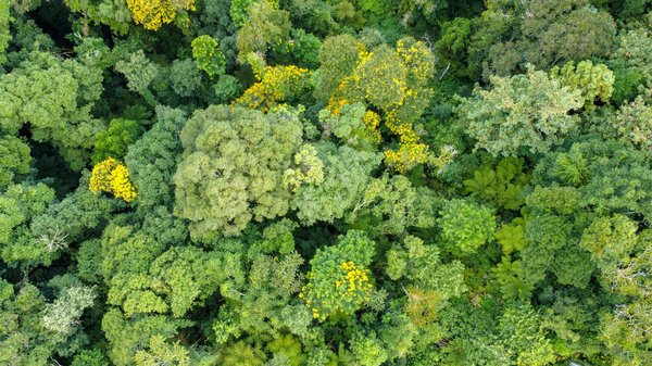 Superlines Casino 50 Free Spins